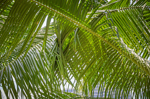Pattern of lush palm leaves growing on the palm trees in Lumpini Park which is a large public park in the center of the Thai capital