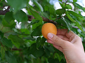 A woman picking a ripe apricot off an apricot tree branch