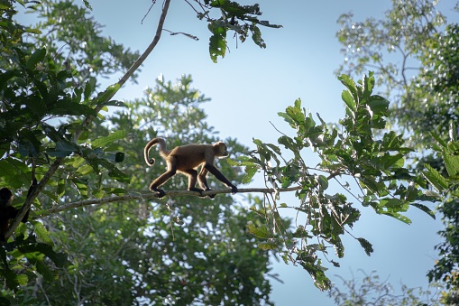 A black-handed spider monkey on a tree branch with green foliage. Ateles geoffroyi.