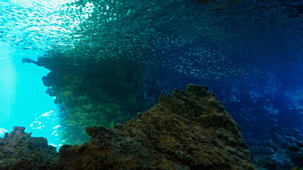 istock School of small fish in sunlight rays in a cave 1498200474