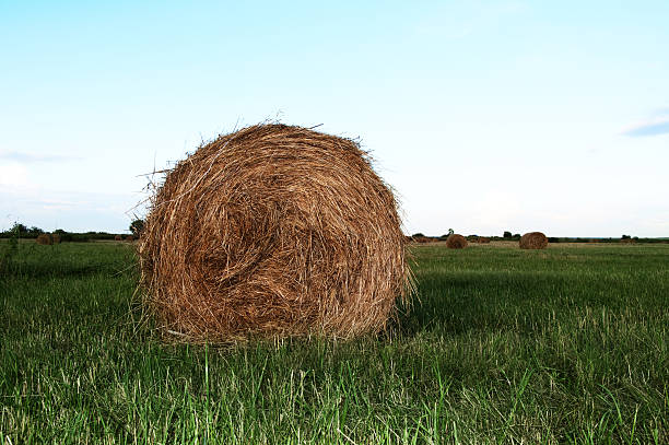 istock round bale of straw in the meadow 149820051