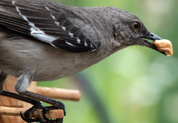 istock A Northern Mockingbird comes to perch in the garden 1498200632