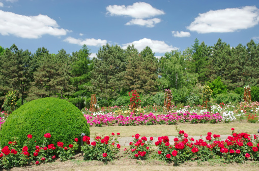 Summer garden with many flowers