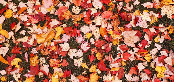This is a photograph taken on a mobile phone outdoors of fallen autumn leaves on the ground in Upstate New York.