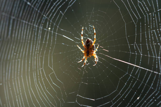 istock Blurred silhouette of a spider in a web on a blurred natural green background. Selective focus 1498203229