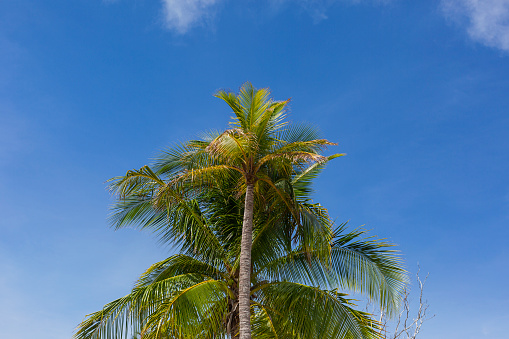 Photography of beautiful sunny sunrise on the beach of the beautiful island of San Andres surrounded by sand, sea, beautiful palm trees and floating canoes