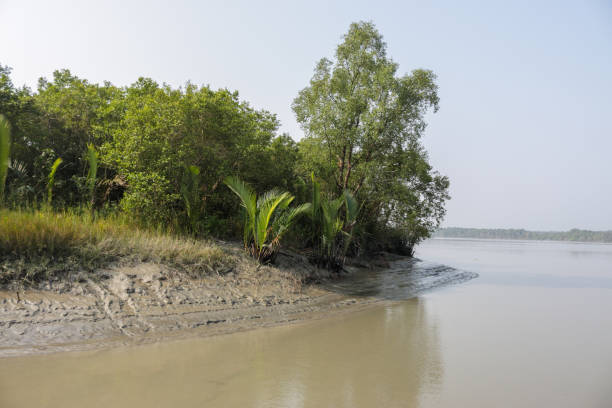 istock A canal in Sundarbans 1498203873
