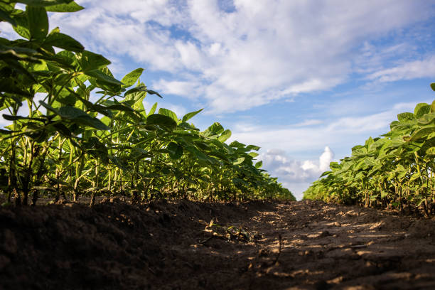 istock Soybean field with rows of soya bean plants 1498206969