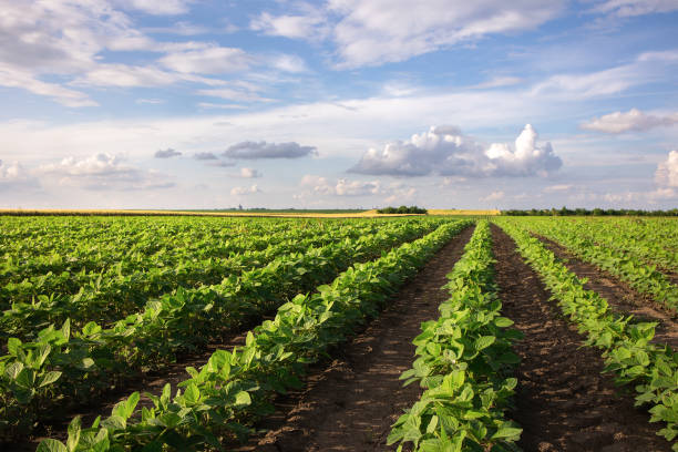 istock Soybean field with rows of soya bean plants 1498206979