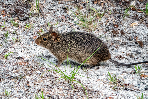 hispid cotton rat in costal Central Florida