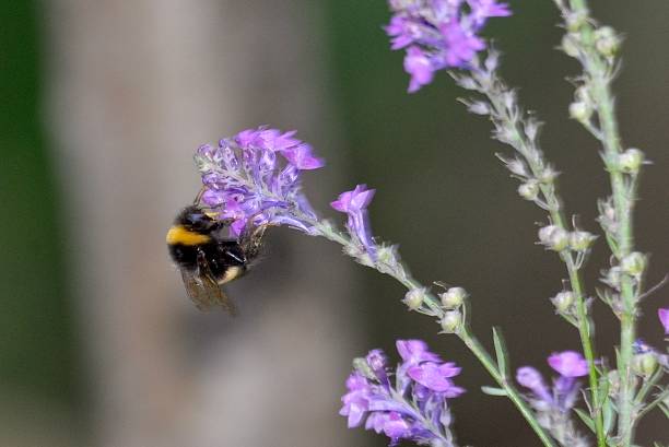 istock Flowers bees on purple flower heads 1498212853