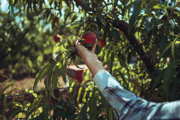 istock Agricultural activity in Italy: picking peaches from the trees 1498214122