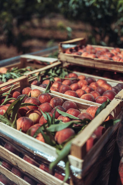 Agricultural activity in Italy and organic farming: picking peaches from the trees