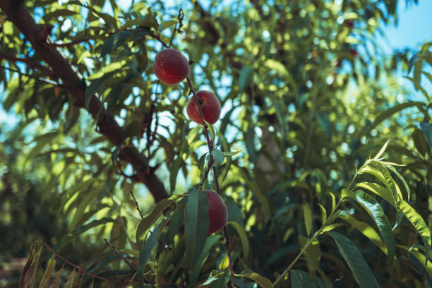 Agricultural activity in Italy and organic farming: picking peaches from the trees