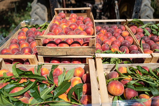 Agricultural activity in Italy and organic farming: picking peaches from the trees