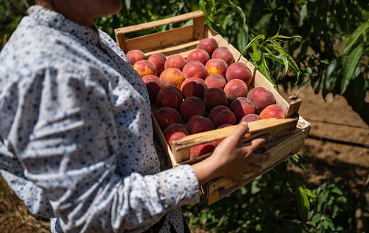 Agricultural activity in Italy and organic farming: picking peaches from the trees