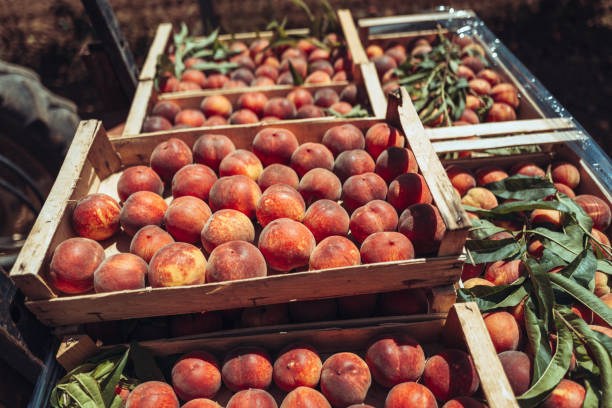 istock Agricultural activity in Italy: picking peaches from the trees 1498214486