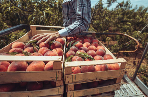 istock Agricultural activity in Italy: picking peaches from the trees 1498214487