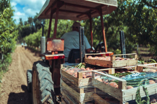 Agricultural activity in Italy and organic farming: picking peaches from the trees