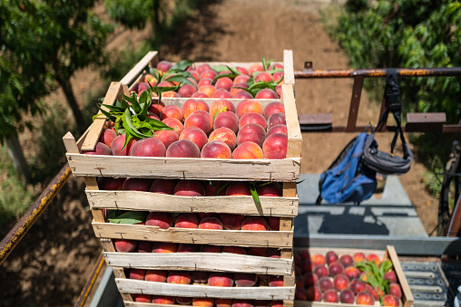 Agricultural activity in Italy and organic farming: picking peaches from the trees