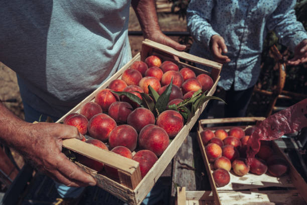 istock Agricultural activity in Italy: picking peaches from the trees 1498214821