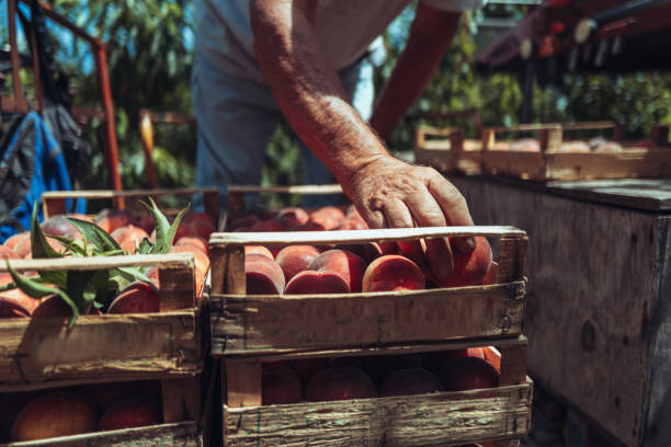 istock Agricultural activity in Italy: picking peaches from the trees 1498214822