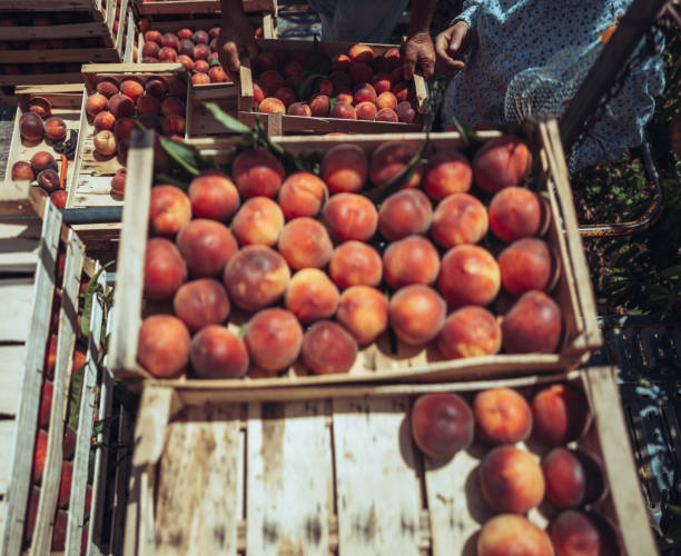 istock Agricultural activity in Italy: picking peaches from the trees 1498215018