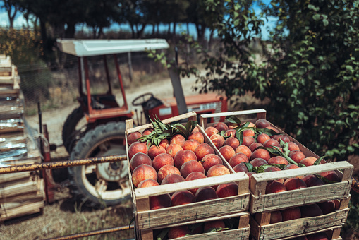 Agricultural activity in Italy and organic farming: picking peaches from the trees