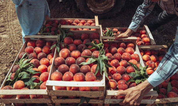 Agricultural activity in Italy: picking peaches from the trees