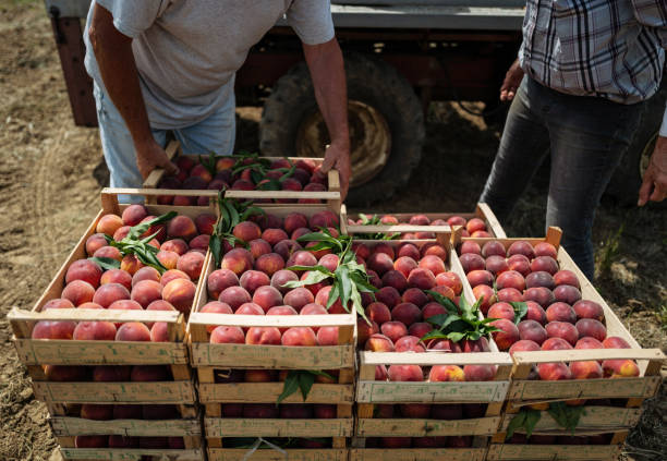 istock Agricultural activity in Italy: picking peaches from the trees 1498215214