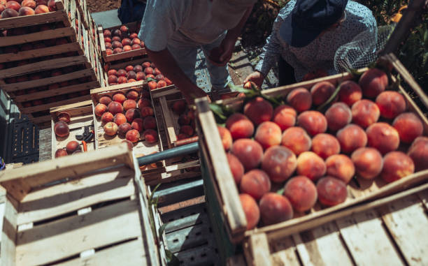 istock Agricultural activity in Italy: picking peaches from the trees 1498215292