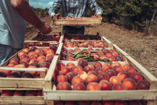 istock Agricultural activity in Italy: picking peaches from the trees 1498215363