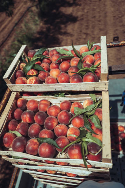 istock Agricultural activity in Italy: picking peaches from the trees 1498215974