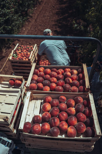 istock Agricultural activity in Italy: picking peaches from the trees 1498216101