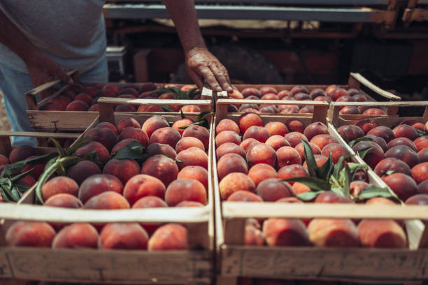 istock Agricultural activity in Italy: picking peaches from the trees 1498216113