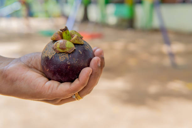 istock Gracing the palm with elegance, a  mangosteen fruit rests gently, framed by the backdrop of two swinging seats 1498216656