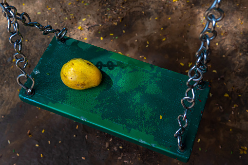 Resting gracefully on a green swing, a luscious mango beckons with its vibrant hues and promises a tantalizing symphony of flavors