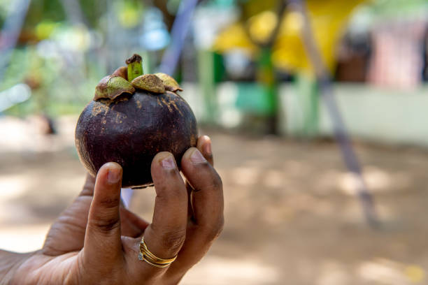 istock Gracing the palm with elegance, a  mangosteen fruit rests gently, framed by the backdrop of two swinging seats 1498216677