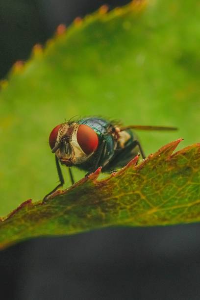 istock Close-up of a blow fly on a single green leaf. 1498218443
