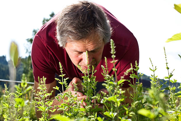 istock Elderly man in his garden smells on peppermint 149821868
