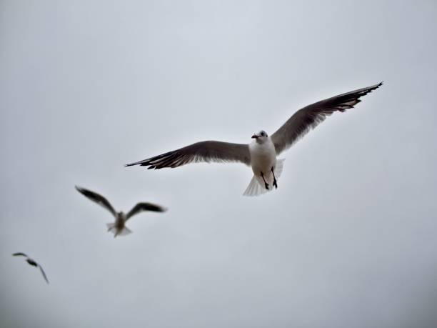istock two seagulls soaring high in the air, one flying 1498220231
