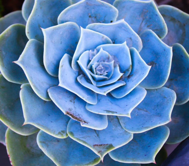 istock blue hydrangea flower. Close up a cactus. Succulent plant. 1498220444