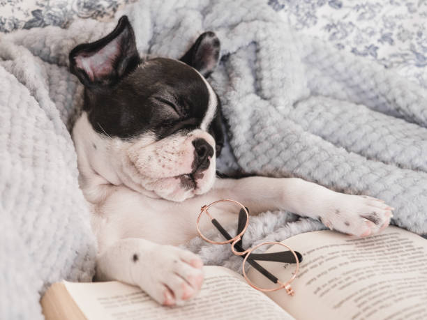 istock Cute puppy, glasses and old book. Close-up 1498220501