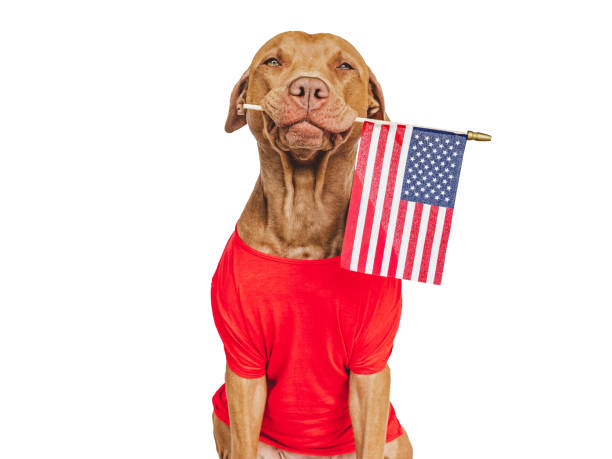 istock Charming, lovable brown puppy and American Flag 1498220604