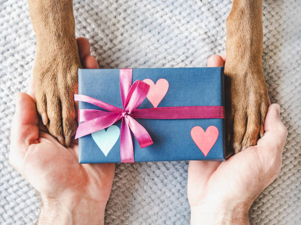 istock Dog paws, male hands and gift box 1498220622