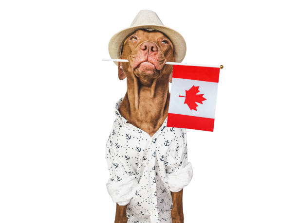 istock Cute puppy, sun hat and Canadian Flag. 1498220730