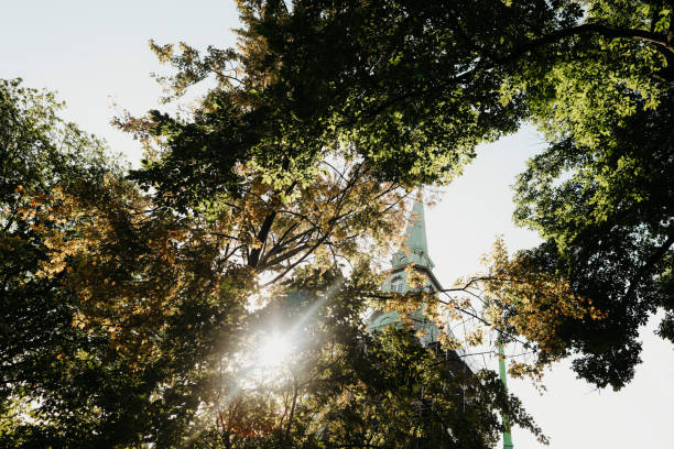 The low sun shines through the trees of a winter park.