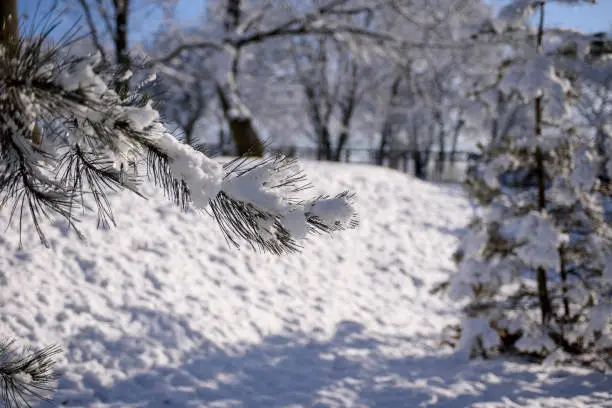 Photo of Young pine tree in winter park. Trees covered with snow on a sunny winter day.