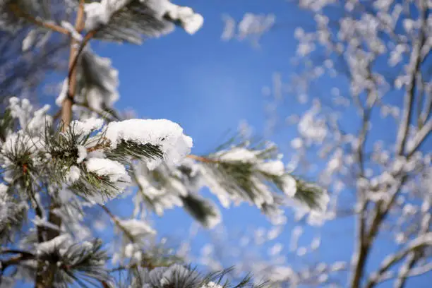 Photo of Young pine tree in winter park. Trees covered with snow on a sunny winter day.