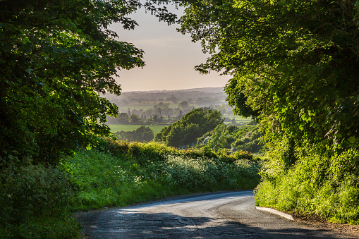 A hazy view down a tree lined road, on a sunny late spring evening